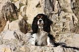 CAVALIER KING CHARLES 554